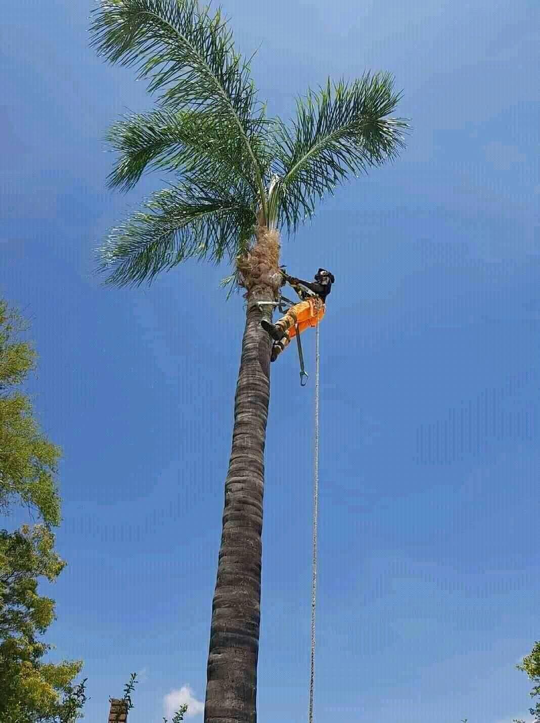 Palm tree felling work in progress